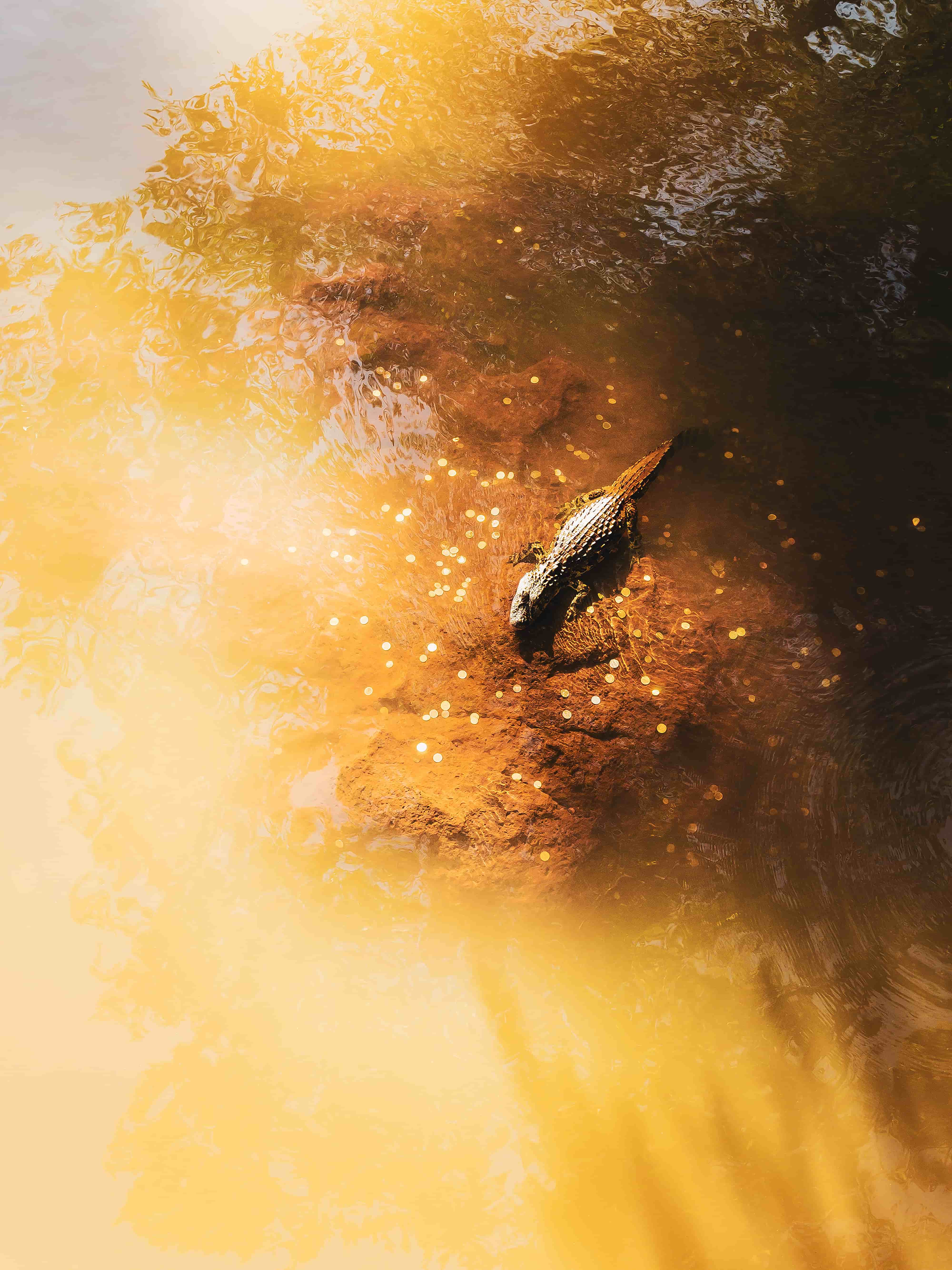 A Golden Coin Crocodile_80x60cm_Pigment print_2021.jpg